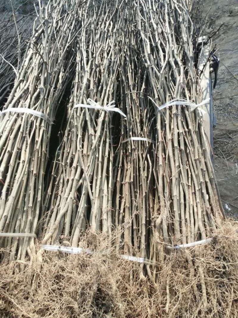 直销大红袍花椒苗200万棵，量大优惠，量少可保湿发货。