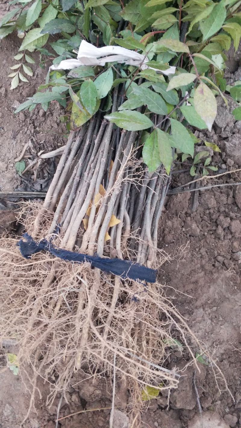 直销大红袍花椒苗200万棵，量大优惠，量少可保湿发货。