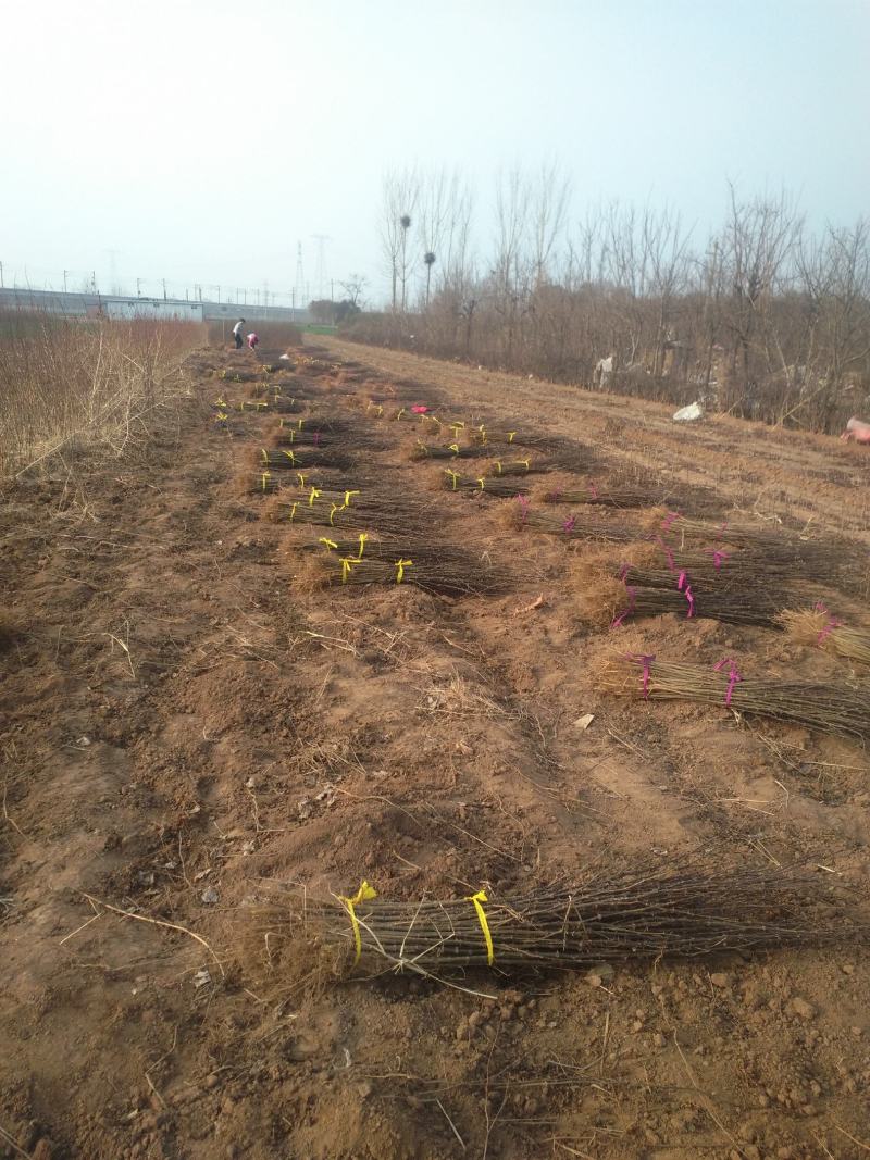 直销大红袍花椒苗200万棵，量大优惠，量少可保湿发货。