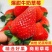 草莓产地发货欢迎咨询超低的价格，四川大凉山草莓露天草莓
