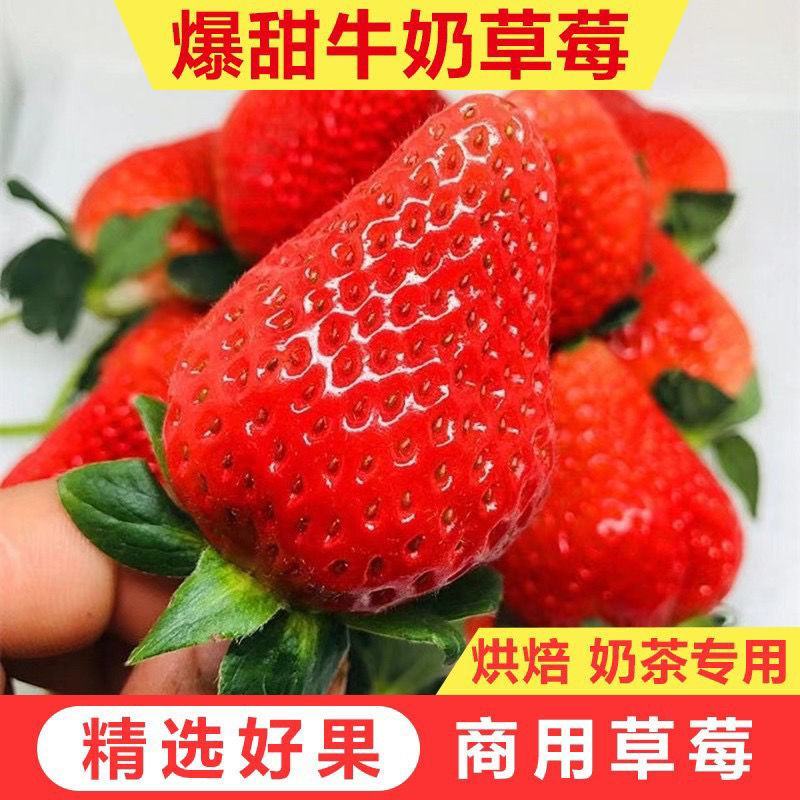 草莓产地发货欢迎咨询超低的价格，四川大凉山草莓露天草莓