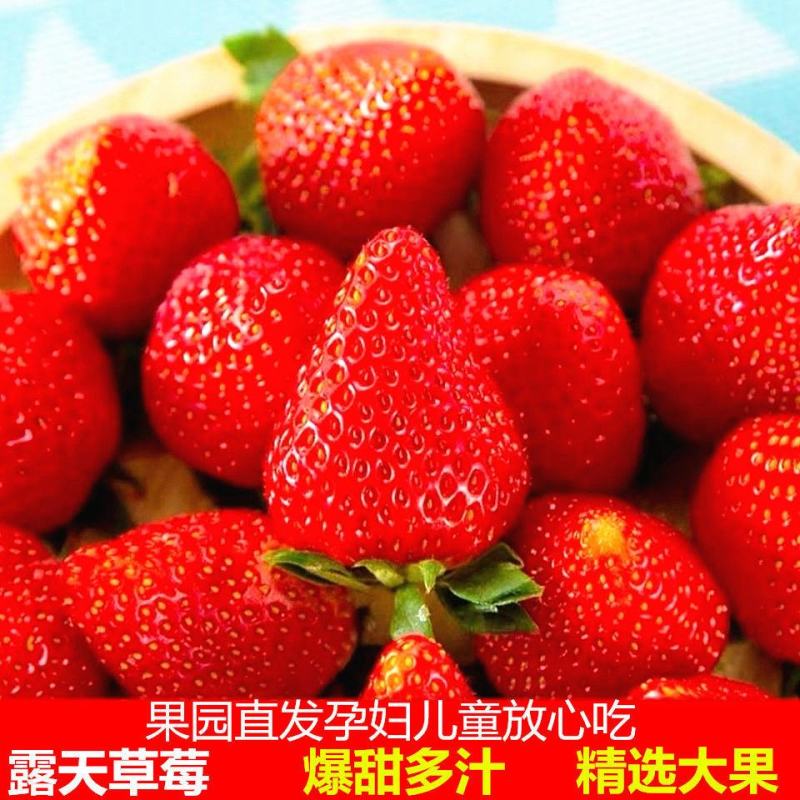 草莓产地发货欢迎咨询超低的价格，四川大凉山草莓露天草莓