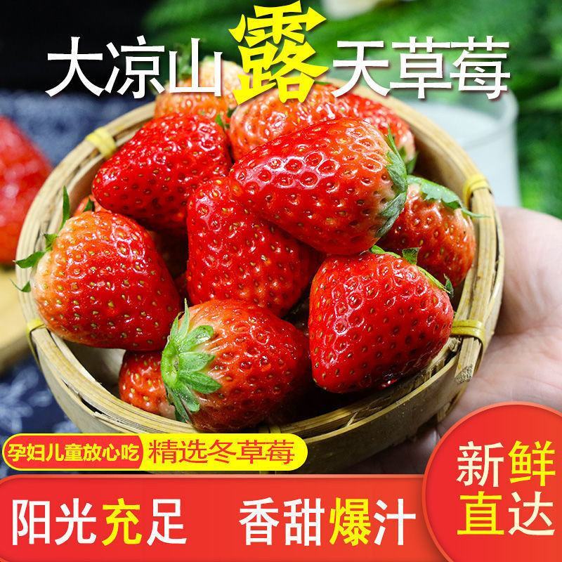 草莓产地发货欢迎咨询超低的价格，四川大凉山草莓露天草莓