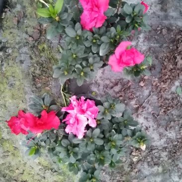 比利时杜鹃，四季开花多年生植物，花期长