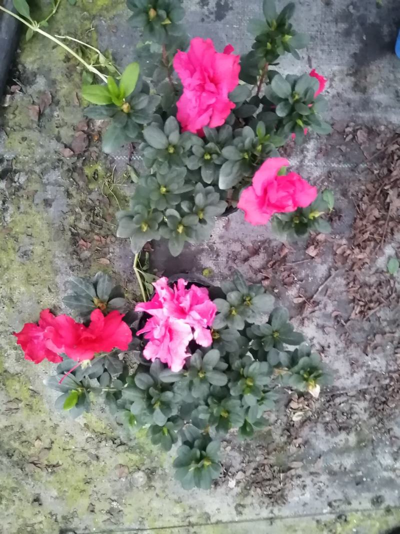 比利时杜鹃，四季开花多年生植物，花期长