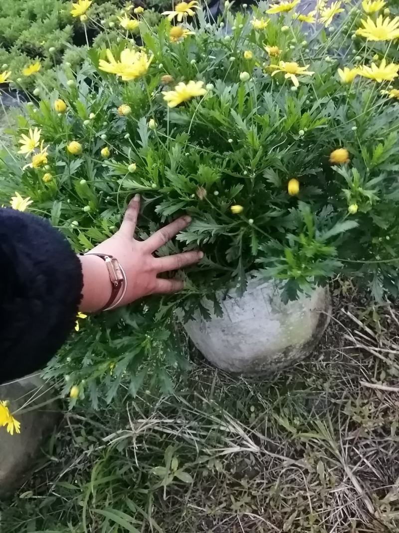 木春菊花卉盆栽，常年开花