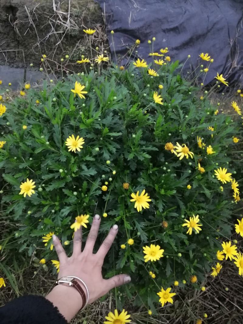 木春菊花卉盆栽，常年开花