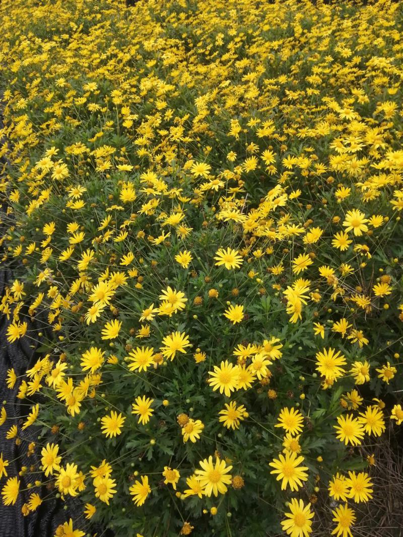 木春菊花卉盆栽，常年开花