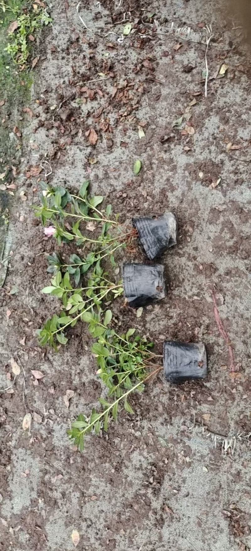 比利时杜鹃四季开花，花期长