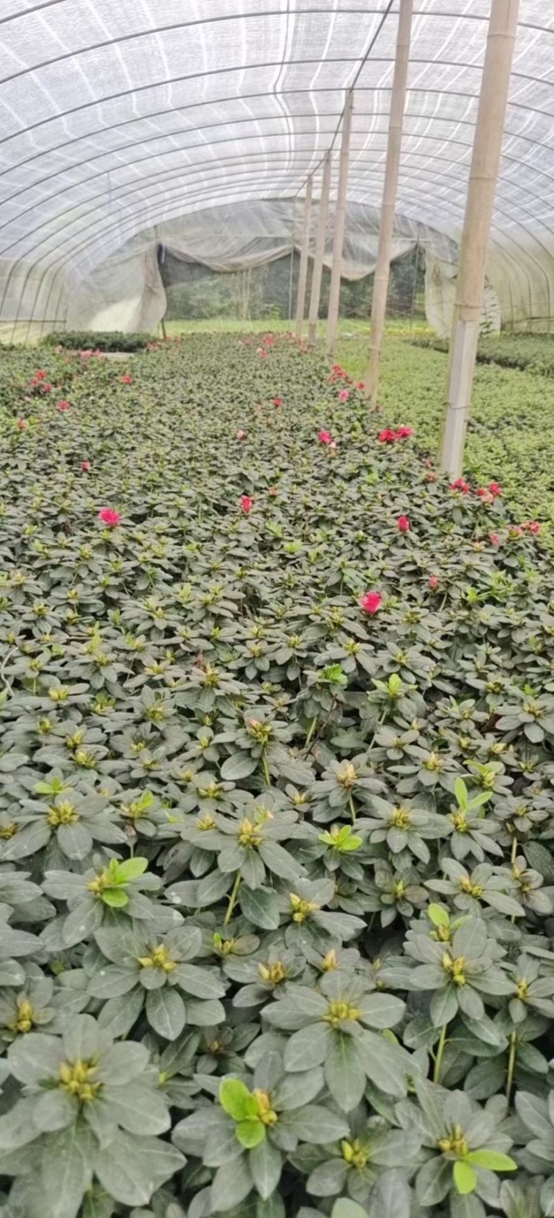 比利时杜鹃四季开花，花期长