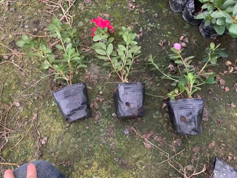 比利时杜鹃四季开花，花期长