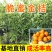 脆蜜金桔苗带果脆皮金桔树苗巨无霸嫁接大果金柑盆栽地栽