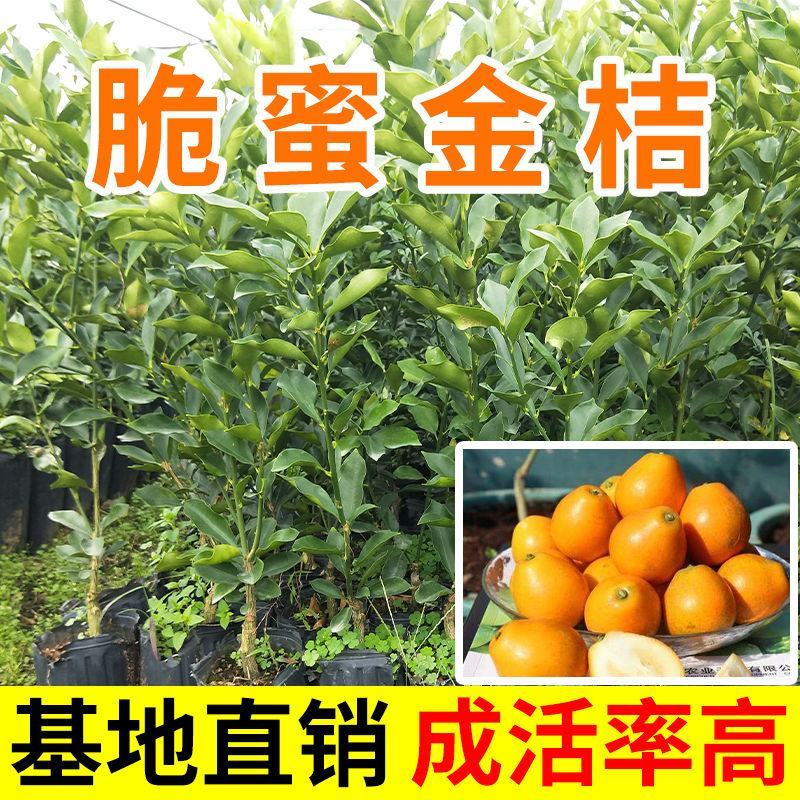 脆蜜金桔苗带果脆皮金桔树苗巨无霸嫁接大果金柑盆栽地栽