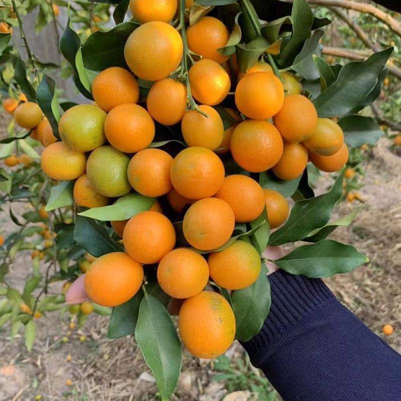 脆蜜金桔苗带果脆皮金桔树苗巨无霸嫁接大果金柑盆栽地栽
