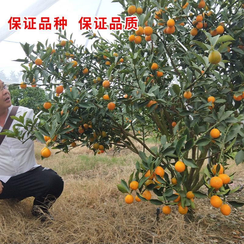 脆蜜金桔苗带果脆皮金桔树苗巨无霸嫁接大果金柑盆栽地栽