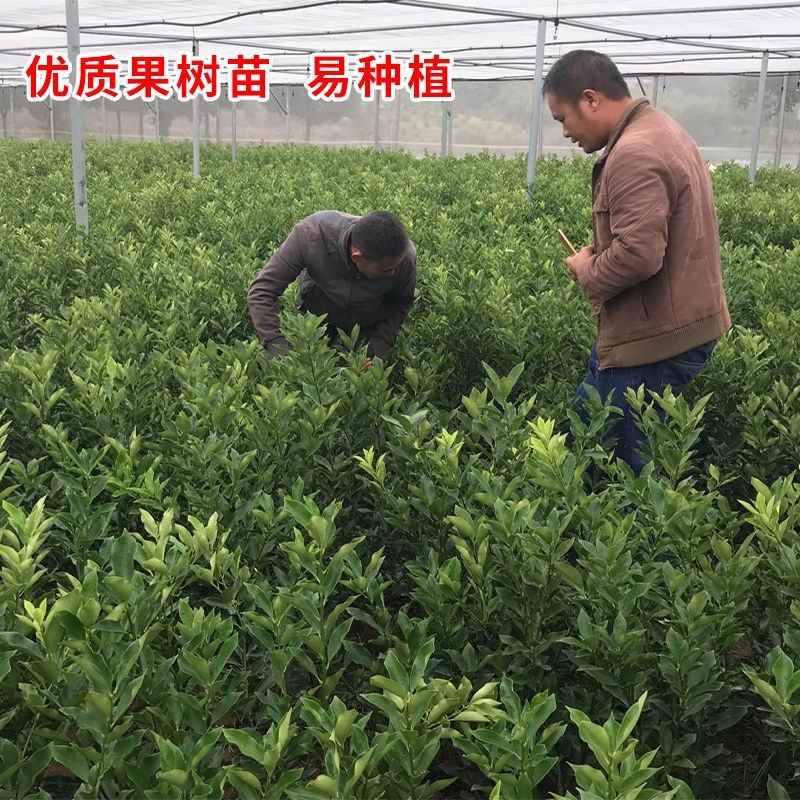 脆蜜金桔苗带果脆皮金桔树苗巨无霸嫁接大果金柑盆栽地栽