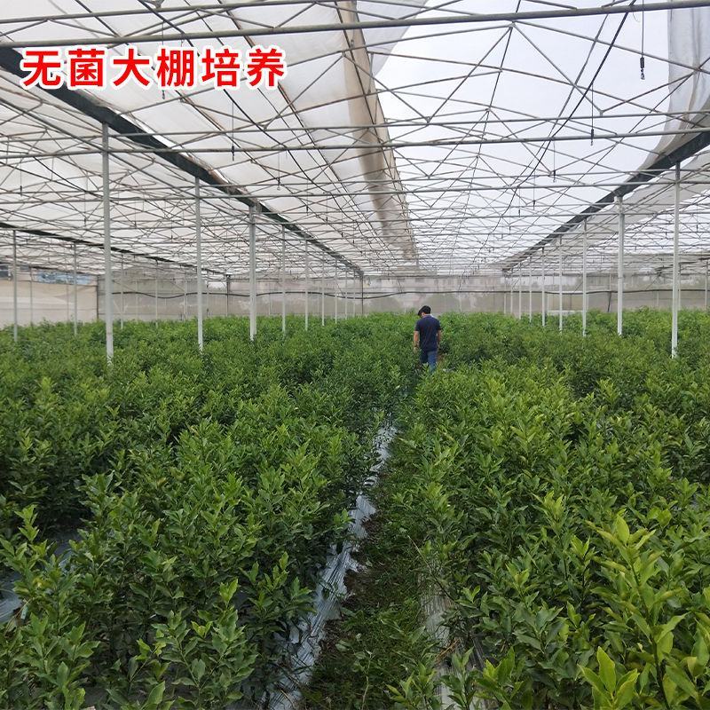脆蜜金桔苗带果脆皮金桔树苗巨无霸嫁接大果金柑盆栽地栽