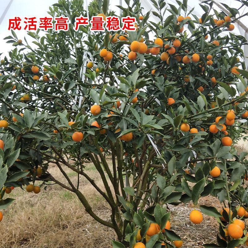 脆蜜金桔苗带果脆皮金桔树苗巨无霸嫁接大果金柑盆栽地栽