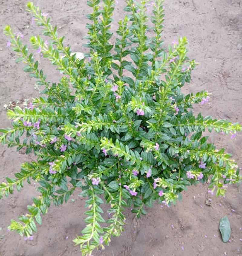 满天星盆栽花苗花卉绿植室内花四季开花不断易成活观花带叶