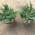 满天星盆栽花苗花卉绿植室内花四季开花不断易成活观花带叶