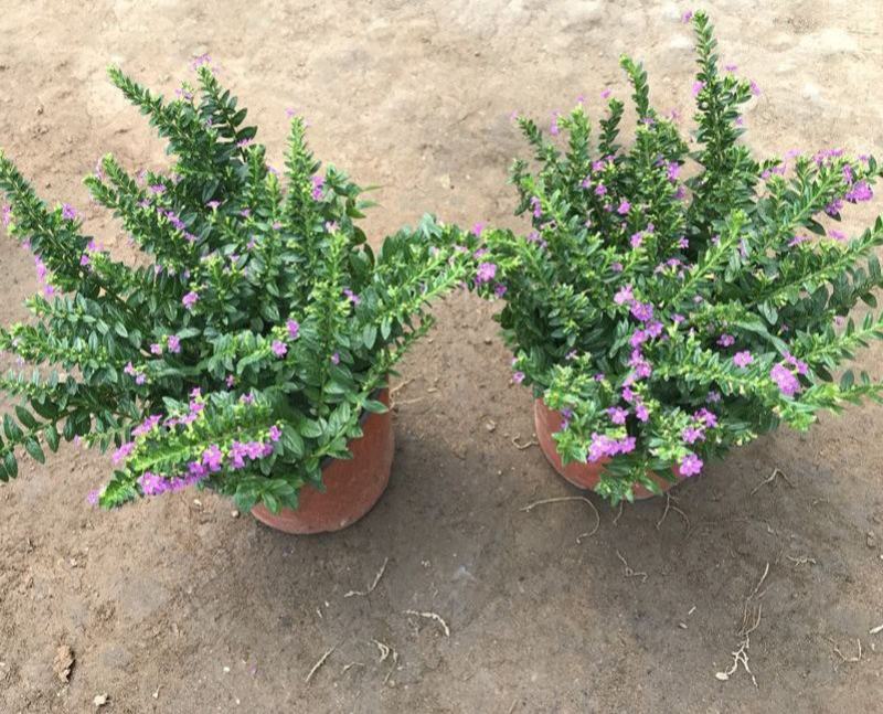 满天星盆栽花苗花卉绿植室内花四季开花不断易成活观花带叶