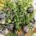 满天星盆栽花苗花卉绿植室内花四季开花不断易成活观花带叶