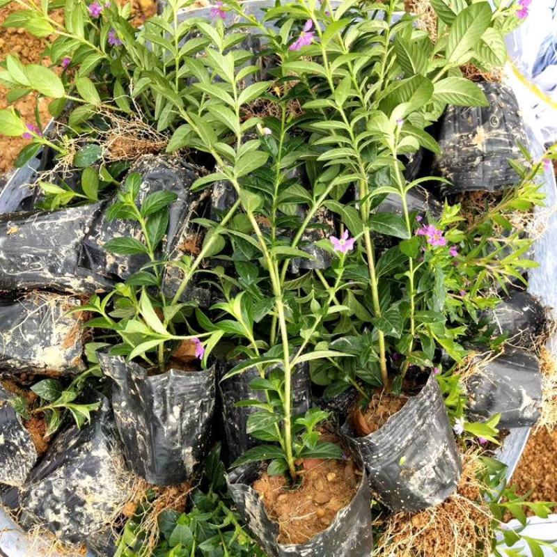 满天星盆栽花苗花卉绿植室内花四季开花不断易成活观花带叶