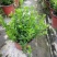 满天星盆栽花苗花卉绿植室内花四季开花不断易成活观花带叶