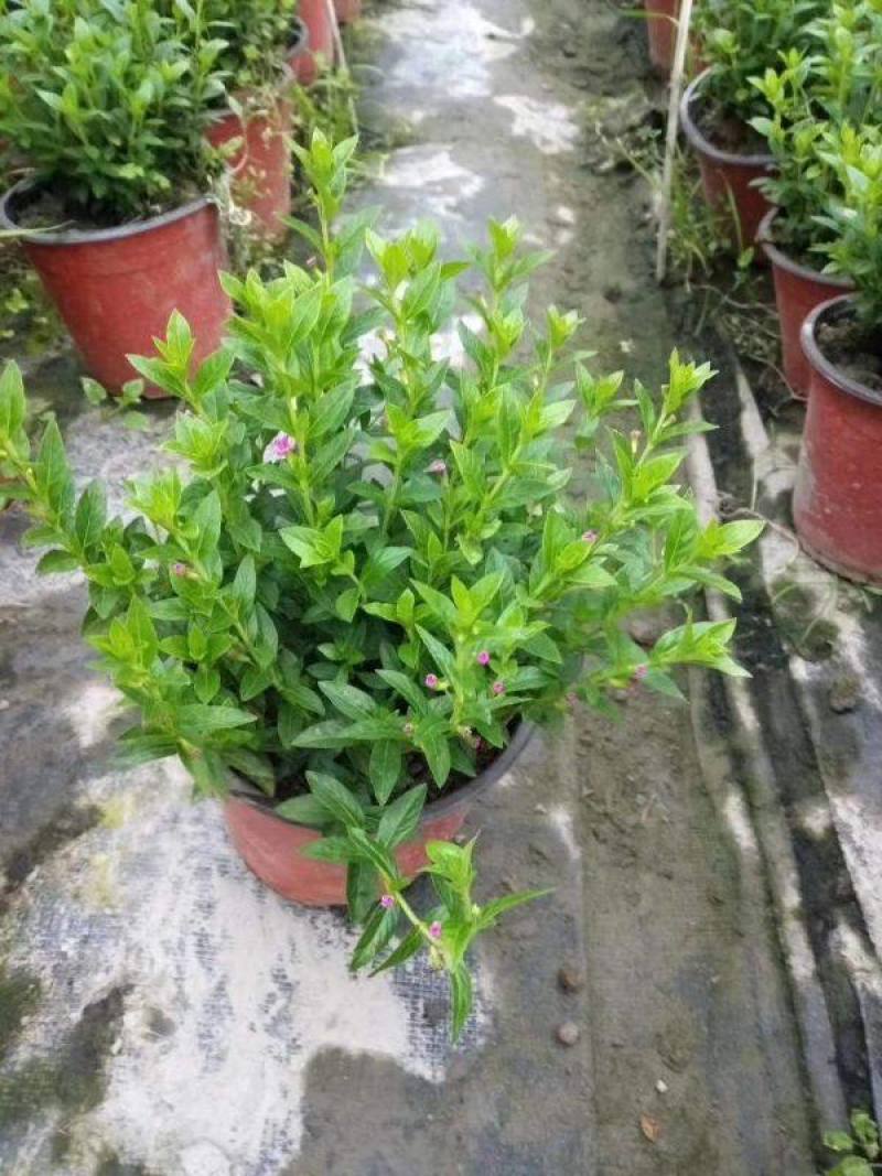 满天星盆栽花苗花卉绿植室内花四季开花不断易成活观花带叶