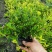 满天星盆栽花苗花卉绿植室内花四季开花不断易成活观花带叶