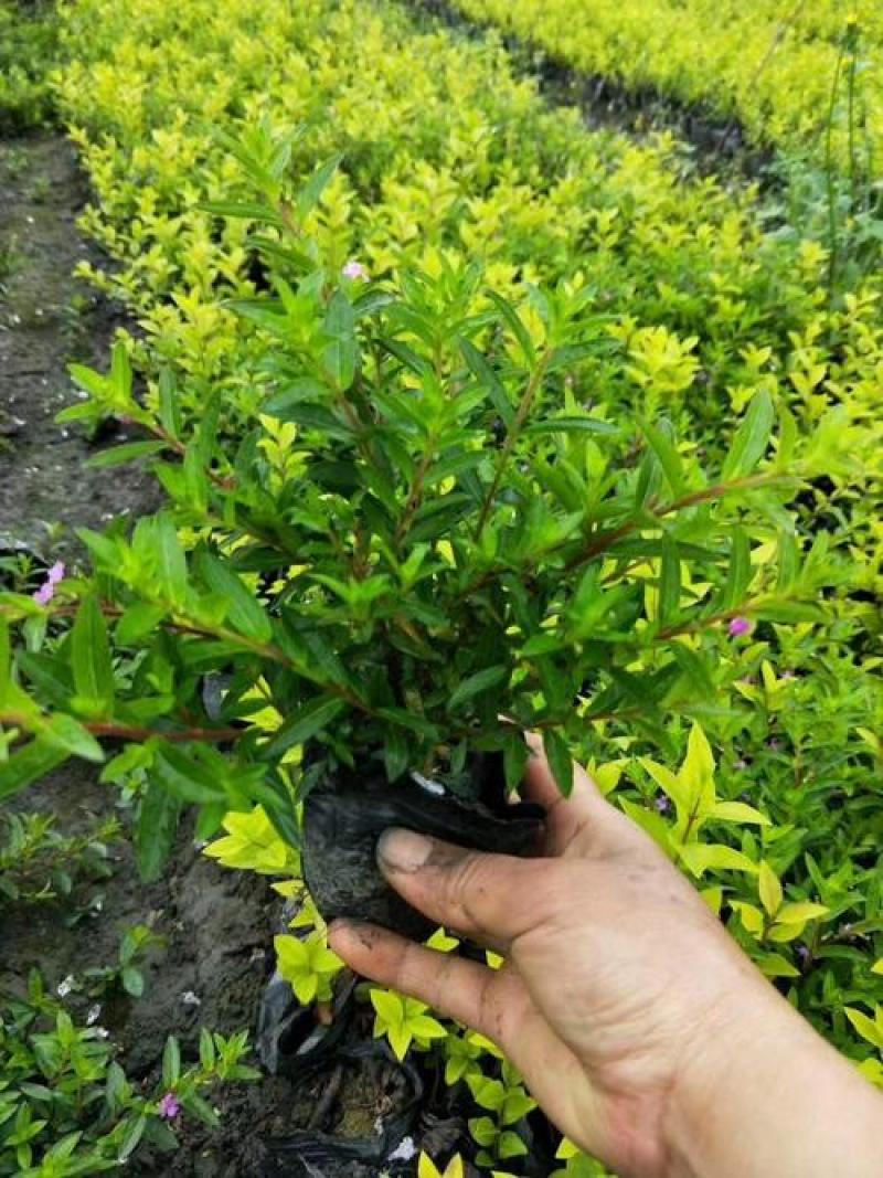 满天星盆栽花苗花卉绿植室内花四季开花不断易成活观花带叶
