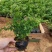 满天星盆栽花苗花卉绿植室内花四季开花不断易成活观花带叶
