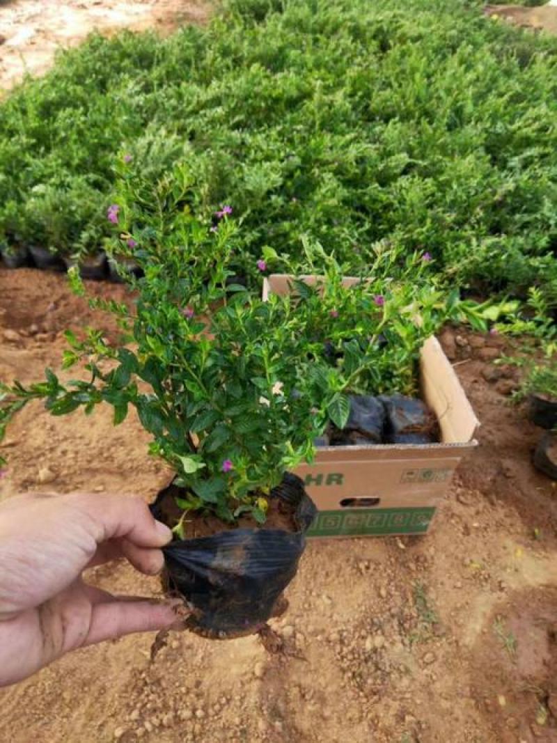 满天星盆栽花苗花卉绿植室内花四季开花不断易成活观花带叶
