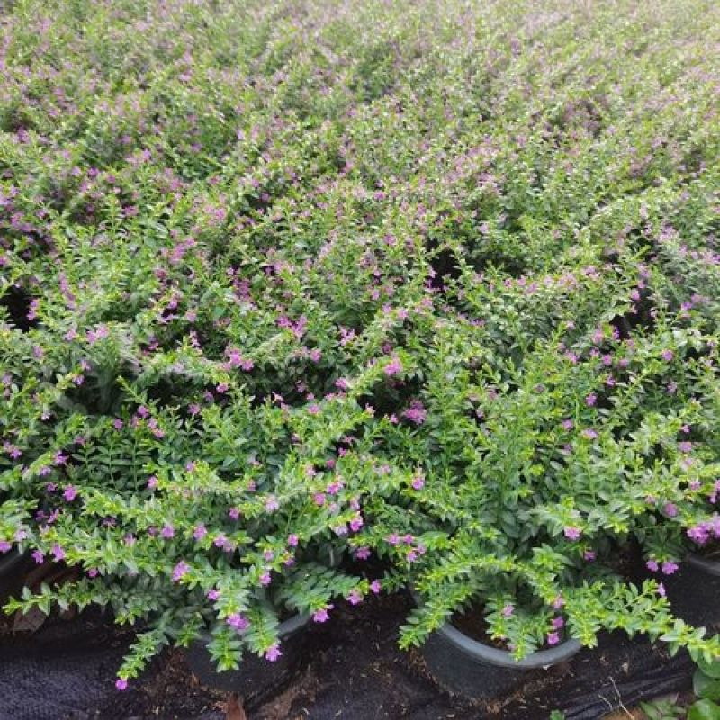 满天星盆栽花苗花卉绿植室内花四季开花不断易成活观花带叶