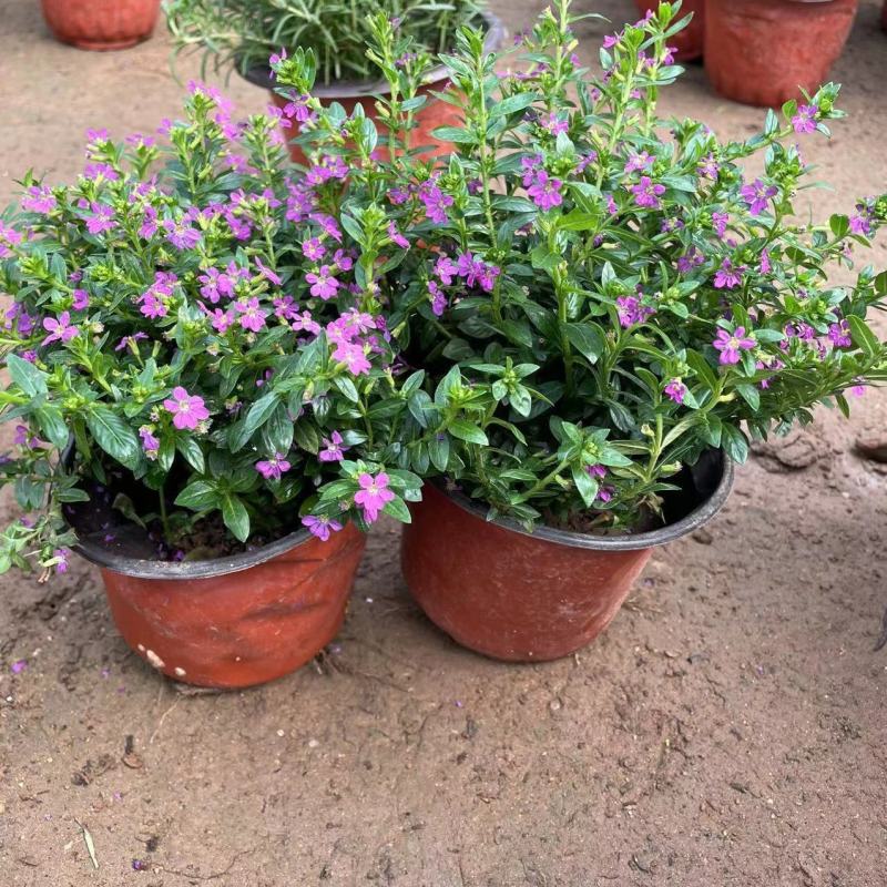 满天星盆栽花苗花卉绿植室内花四季开花不断易成活观花带叶