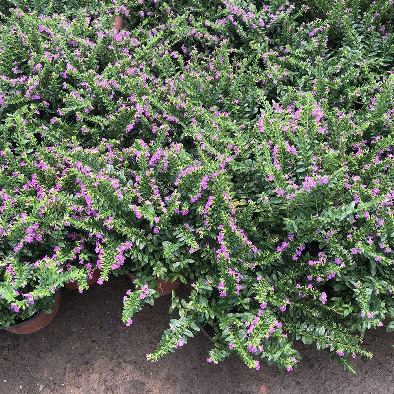 满天星盆栽花苗花卉绿植室内花四季开花不断易成活观花带叶