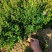 满天星盆栽花苗花卉绿植室内花四季开花不断易成活观花带叶