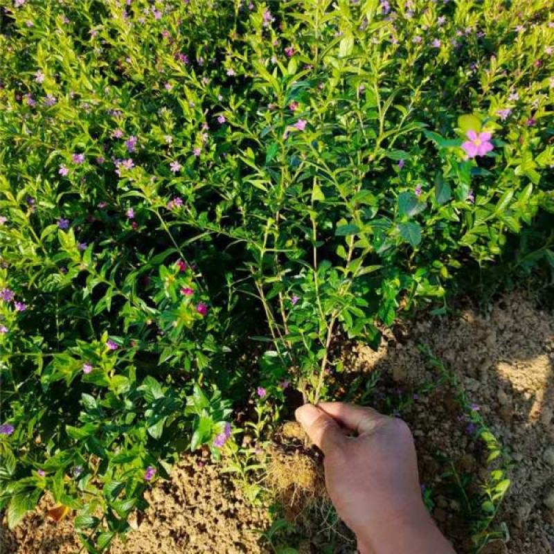 满天星盆栽花苗花卉绿植室内花四季开花不断易成活观花带叶