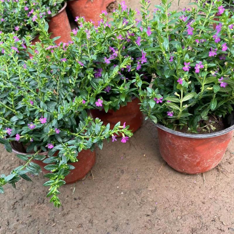 满天星盆栽花苗花卉绿植室内花四季开花不断易成活观花带叶