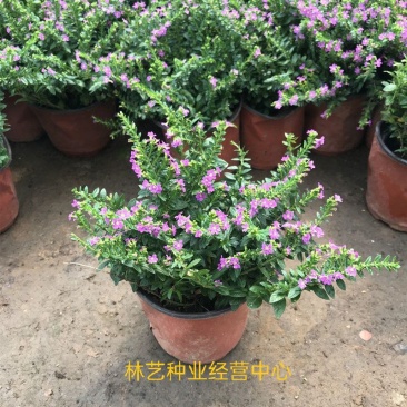 满天星盆栽花苗花卉绿植室内花四季开花不断易成活观花带叶