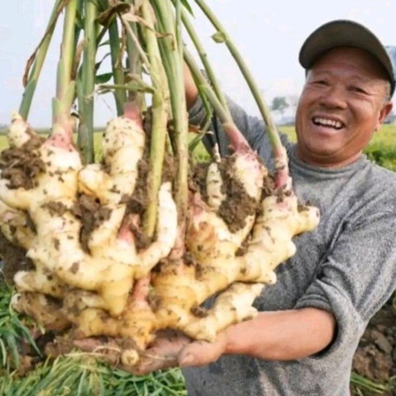 莱芜生姜批发【老姜/鲜姜/水洗姜】产地一手货源坏烂包赔