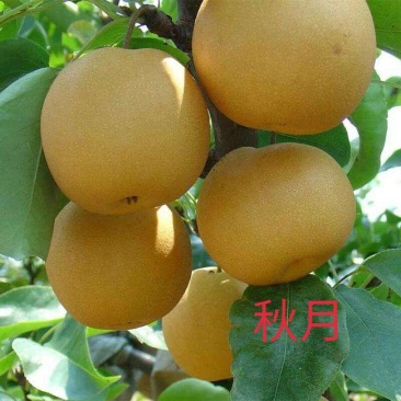 秋月梨树,秋月梨囗感好,果个大,果核小,汁多脆甜,产量高