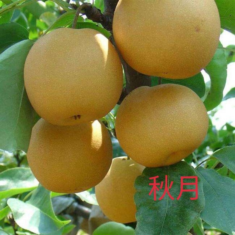 秋月梨树，秋月梨囗感好，果个大，果核小，汁多脆甜，产量高