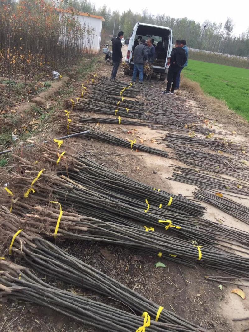 秋月梨树，秋月梨囗感好，果个大，果核小，汁多脆甜，产量高