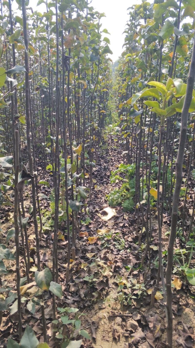 秋月梨树，秋月梨囗感好，果个大，果核小，汁多脆甜，产量高