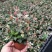 花叶络石盆栽吊兰彩叶黄金植物满天星阳台庭院藤蔓攀爬绿植花