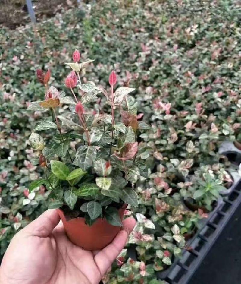 花叶络石盆栽吊兰彩叶黄金植物满天星阳台庭院藤蔓攀爬绿植花