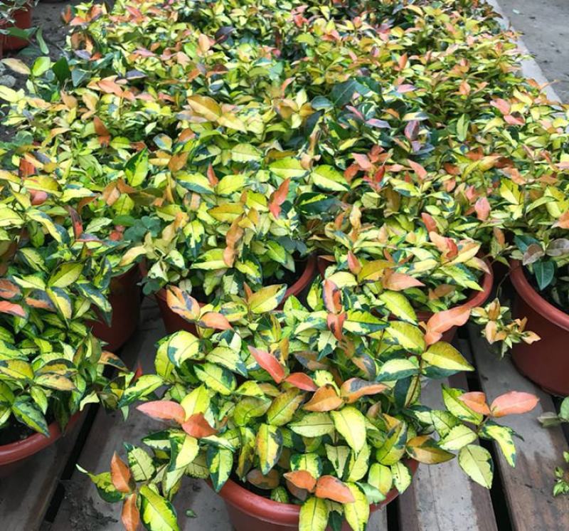 花叶络石盆栽吊兰彩叶黄金植物满天星阳台庭院藤蔓攀爬绿植花