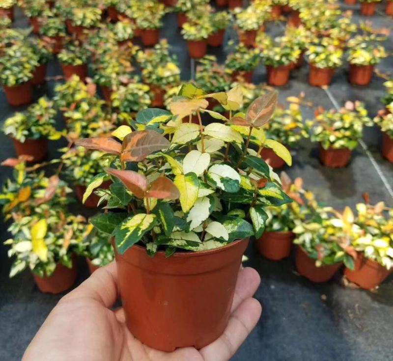 花叶络石盆栽吊兰彩叶黄金植物满天星阳台庭院藤蔓攀爬绿植花
