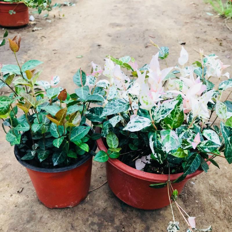 花叶络石盆栽吊兰彩叶黄金植物满天星阳台庭院藤蔓攀爬绿植花